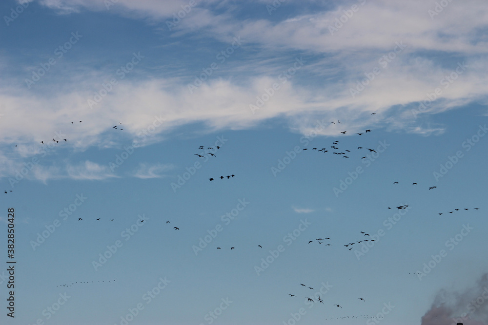 Fototapeta premium Flock of Geese flying South