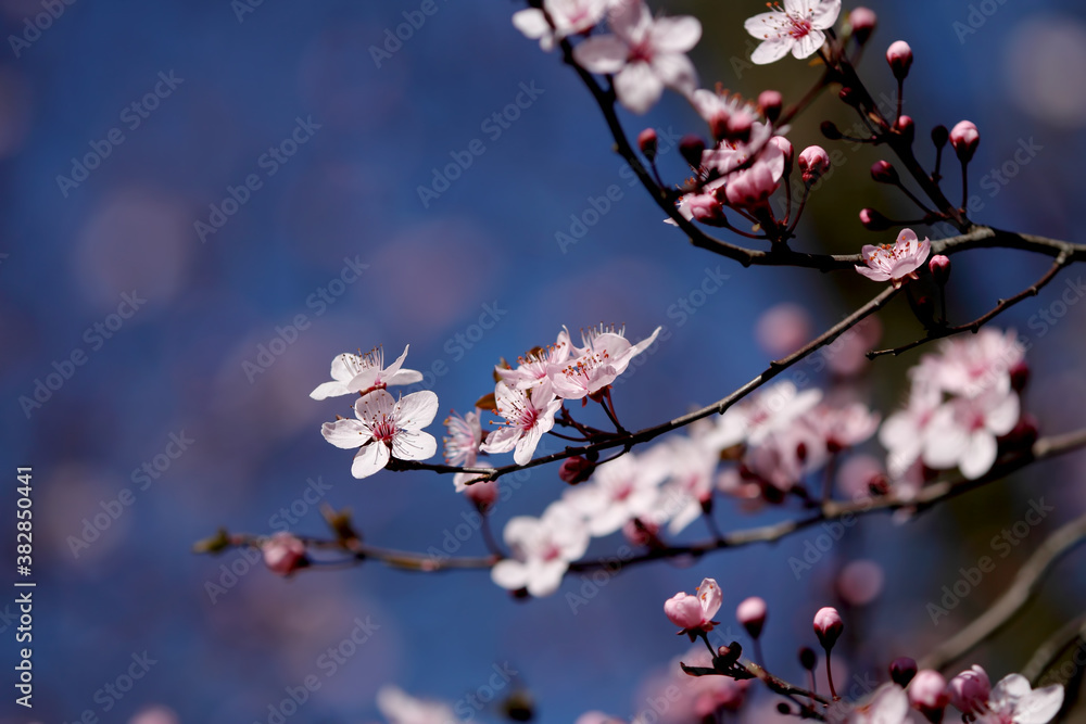 Fototapeta premium Fruit tree blossoms. Spring beginning background. Bokeh.