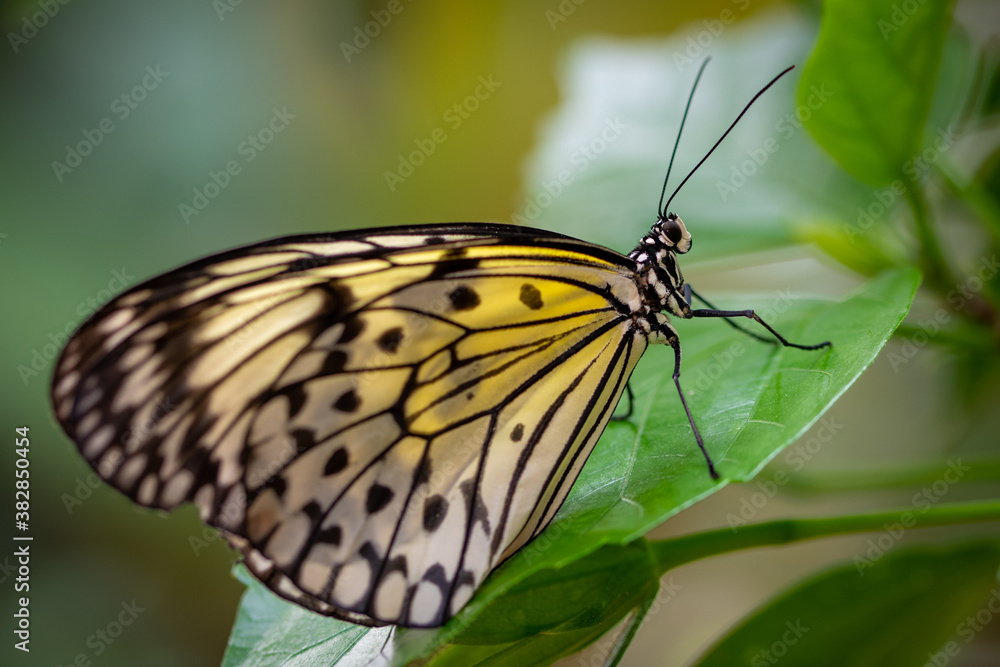 insect macro butterfly closeup wing nature flower green background wildlife insect macro butterfly closeup wing nature flower green background wildlife