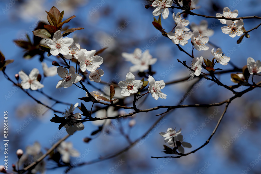 Fruit tree blossoms. Spring beginning background. Bokeh. Fruit tree blossoms. Spring beginning background. Bokeh.