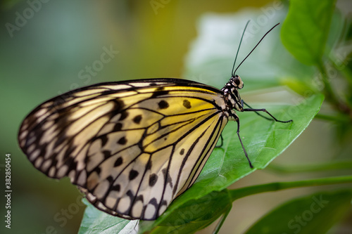 insect macro butterfly closeup wing nature flower green background wildlife © Laura