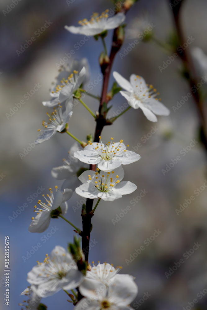 Fruit tree blossoms. Spring beginning background. Bokeh.