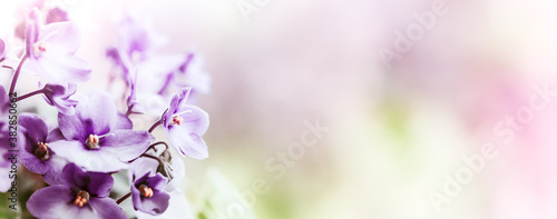 Soft Purple flowers of of violet on blur spring background