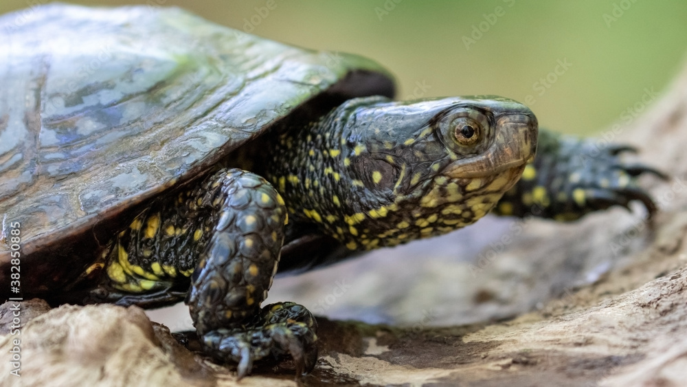 Kopf und Hals in der Seitenansicht einer laufenden Europäischen Sumpfschildkröte Kopf und Hals in der Seitenansicht einer laufenden Europäischen Sumpfschildkröte