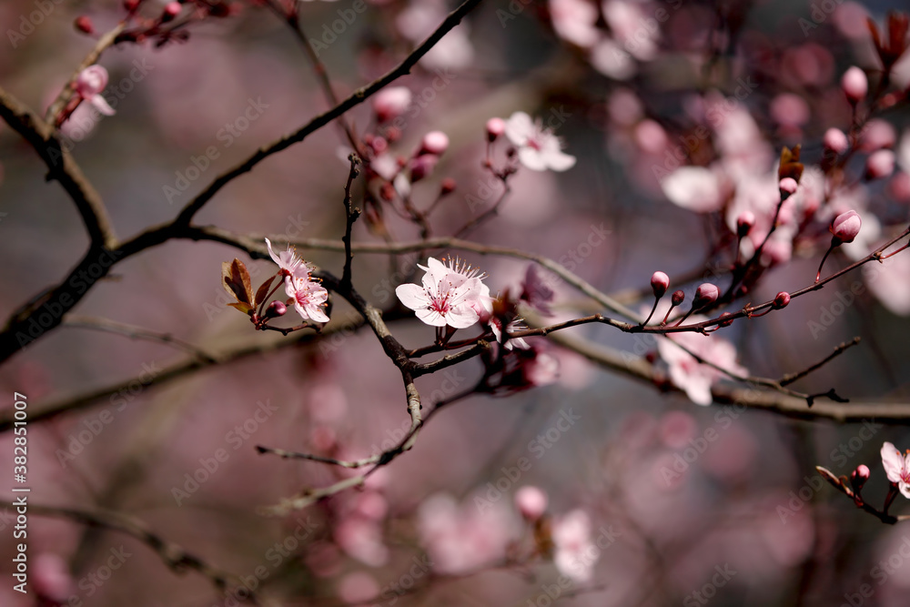 Fruit tree blossoms. Spring beginning background. Bokeh. Fruit tree blossoms. Spring beginning background. Bokeh.