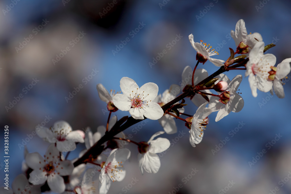 Fruit tree blossoms. Spring beginning background. Bokeh. Fruit tree blossoms. Spring beginning background. Bokeh.