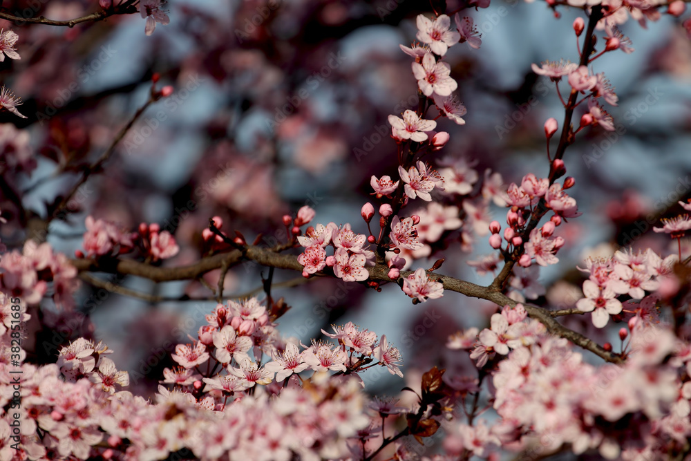 Fruit tree blossoms. Spring beginning background. Bokeh. Fruit tree blossoms. Spring beginning background. Bokeh.