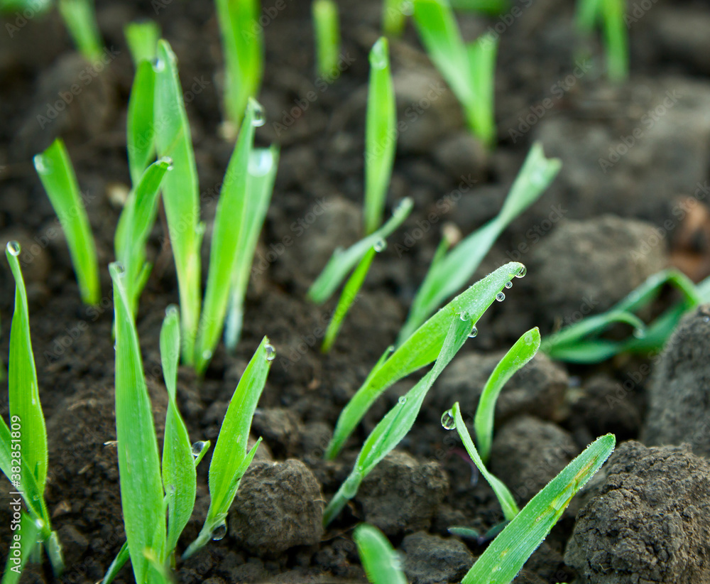 Growing cereal sprouts Growing cereal sprouts