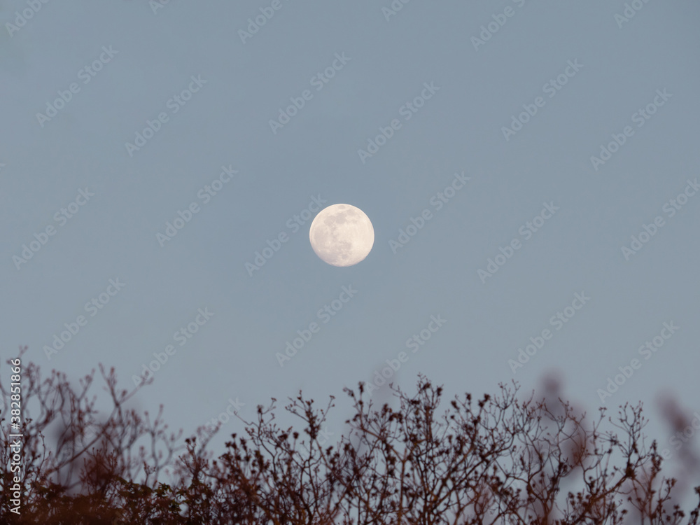 full moon in the evening sky with branches in the foreground full moon in the evening sky with branches in the foreground