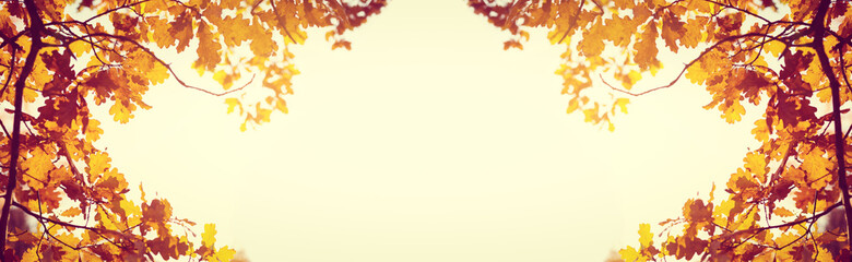 Yellow fall leaves of trees