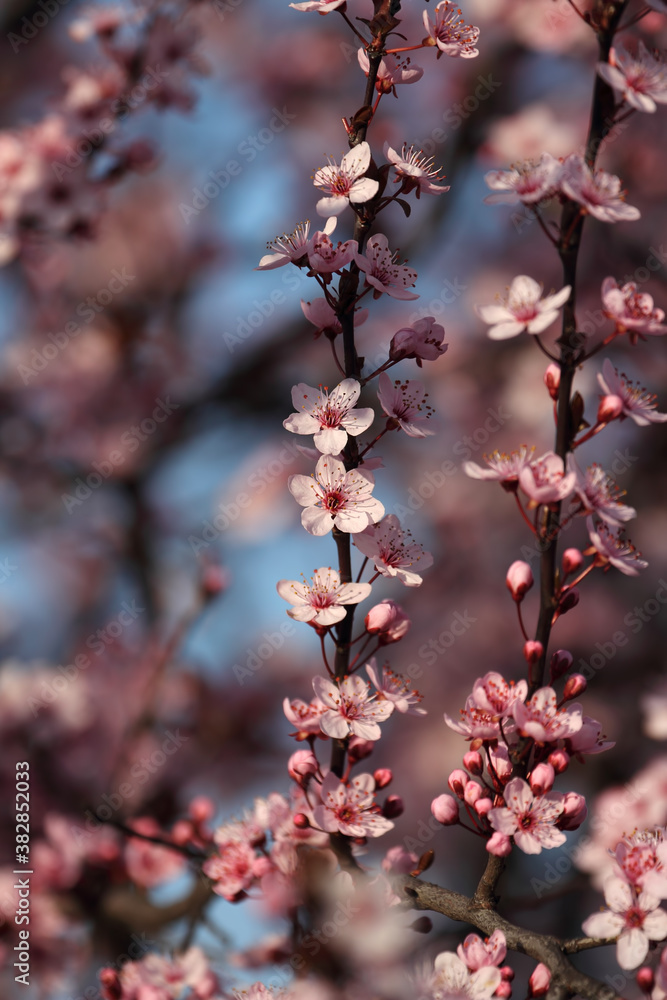 Fruit tree blossoms. Spring beginning background. Bokeh. Fruit tree blossoms. Spring beginning background. Bokeh.