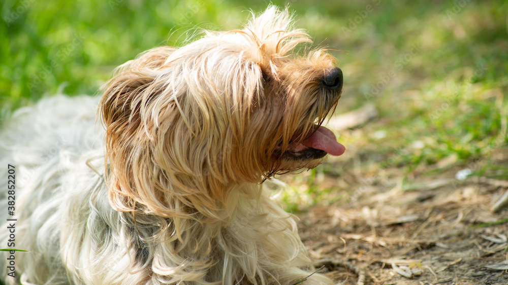 Portrait of a Yorkshire terrier dog, light red, panting Portrait of a Yorkshire terrier dog, light red, panting