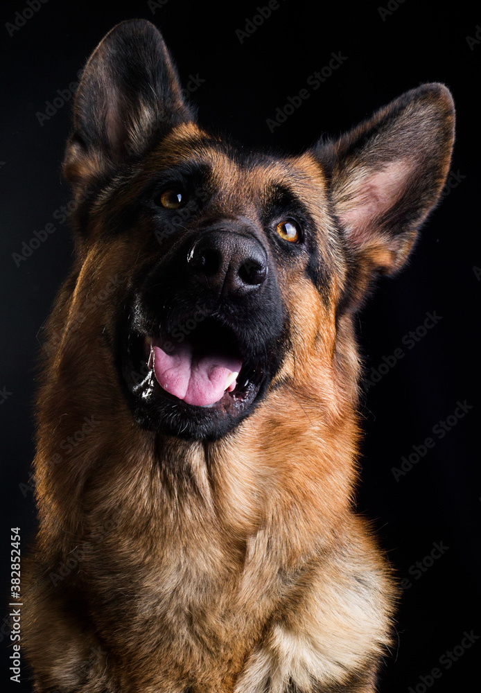 dogs smiling close up, german shepherd on black background
