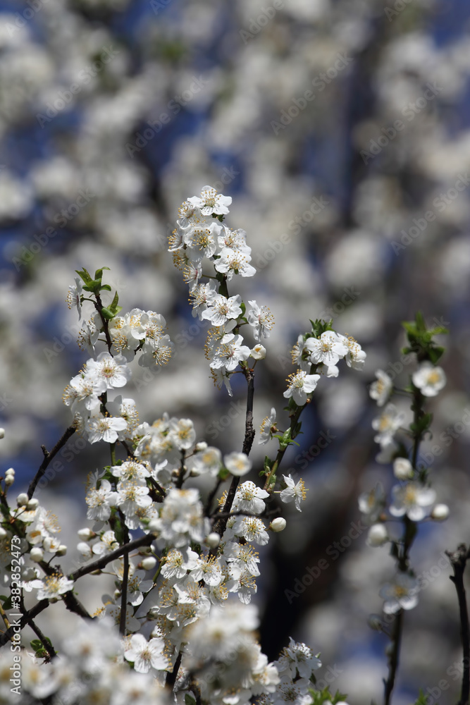 Fruit tree blossoms. Spring beginning background. Bokeh. Fruit tree blossoms. Spring beginning background. Bokeh.