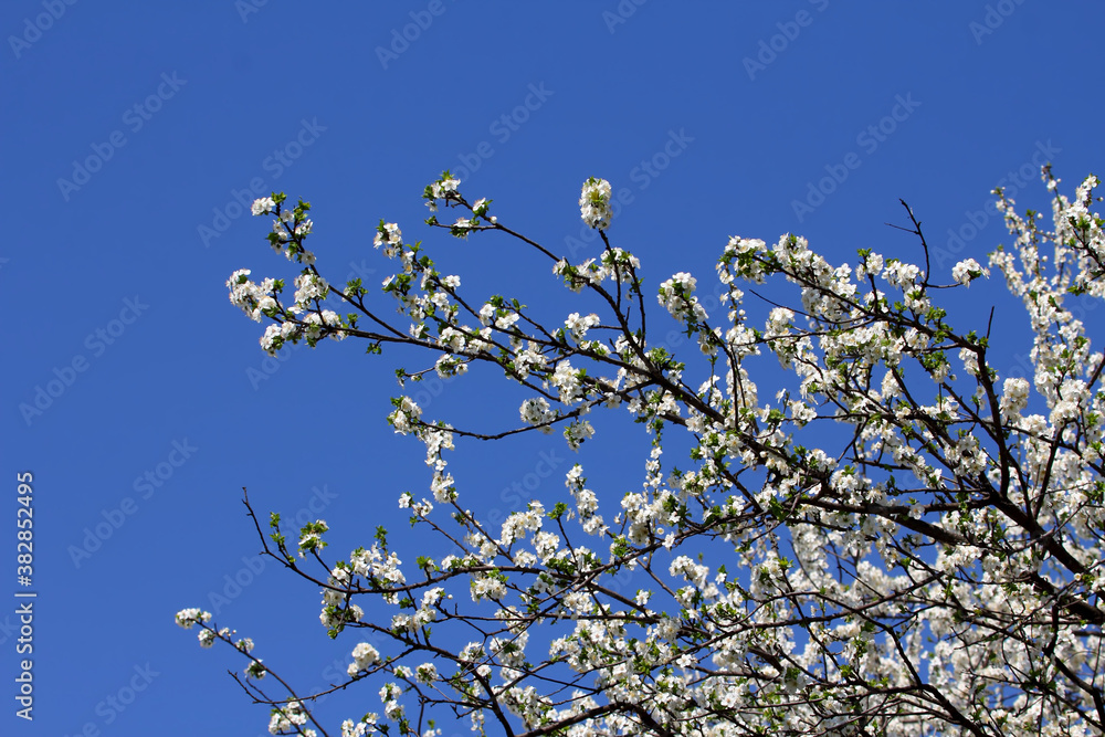 Fruit tree blossoms. Spring beginning background. Bokeh. Fruit tree blossoms. Spring beginning background. Bokeh.