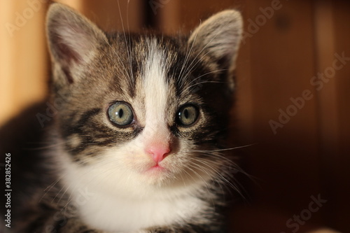 close up of a kitten looing into the camera