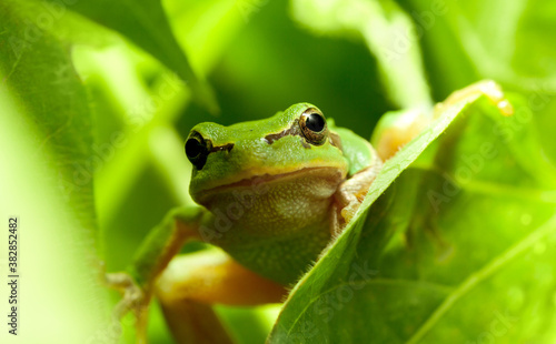 Green frog curious look