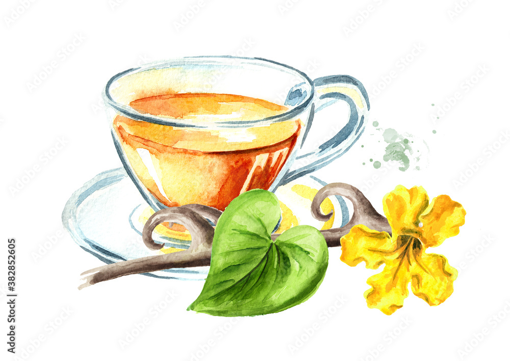 Cats claw or Uncaria tomentosa herbal tea, branch and flower. Watercolor hand drawn illustration isolated on white background Cats claw or Uncaria tomentosa herbal tea, branch and flower. Watercolor hand drawn illustration isolated on white background