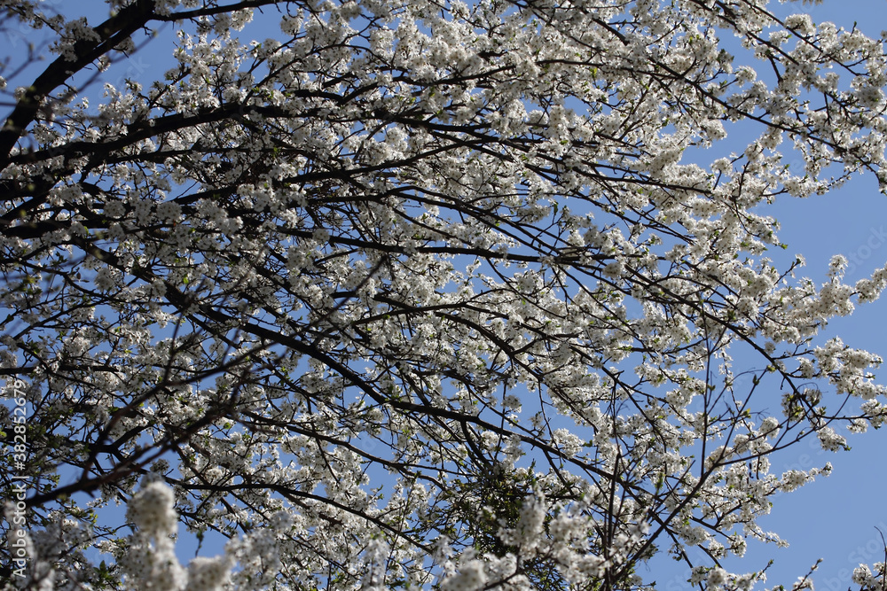 Fruit tree blossoms. Spring beginning background. Bokeh. Fruit tree blossoms. Spring beginning background. Bokeh.