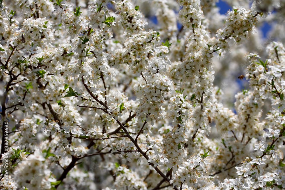 Fruit tree blossoms. Spring beginning background. Bokeh. Fruit tree blossoms. Spring beginning background. Bokeh.