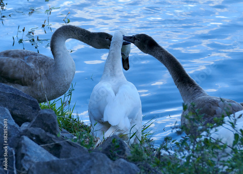 Three hump-swans argue at the shore of a blue lake, a white adult swan has a young grey one on both sides