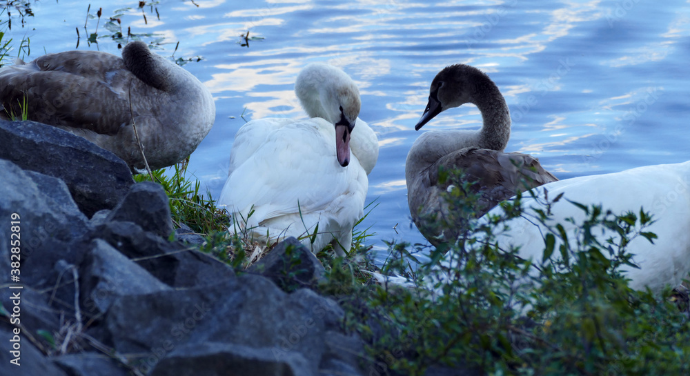 Fototapeta premium Four mute swans sit together at the shore of a blue lake, two adult white swans with two grey younger mute swans