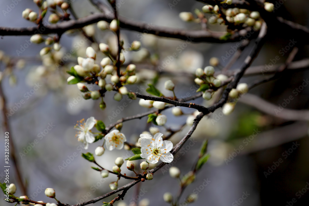 Fruit tree blossoms. Spring beginning background. Bokeh. Fruit tree blossoms. Spring beginning background. Bokeh.