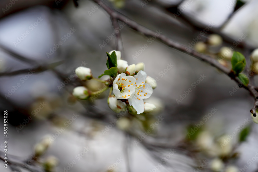 Fruit tree blossoms. Spring beginning background. Bokeh. Fruit tree blossoms. Spring beginning background. Bokeh.