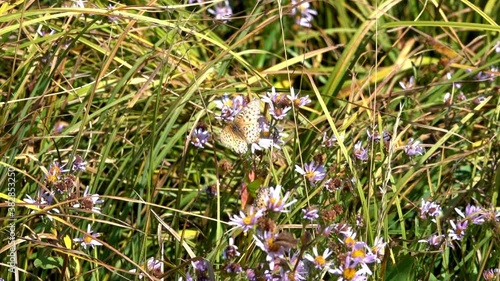 Two Mormon Fritillary butterflies (Speyeria mormonia) gather nectar from meadow flowers. photo