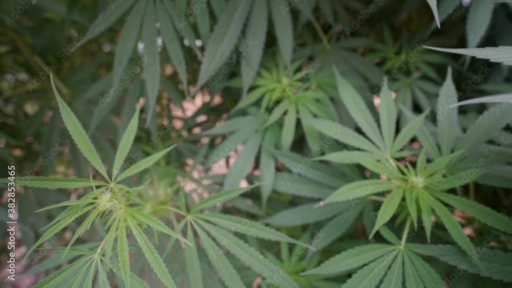 Cannabis plants in slow motion. Cannabis plants in slow motion.