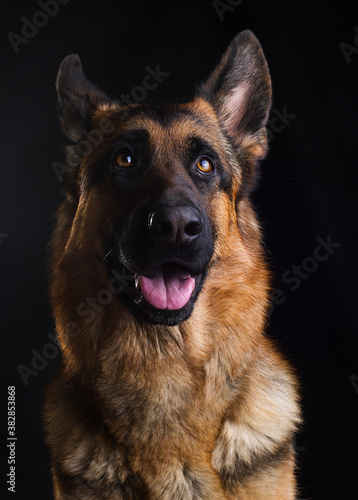 dogs smiling close up