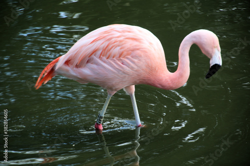 A close up of a Flamingo