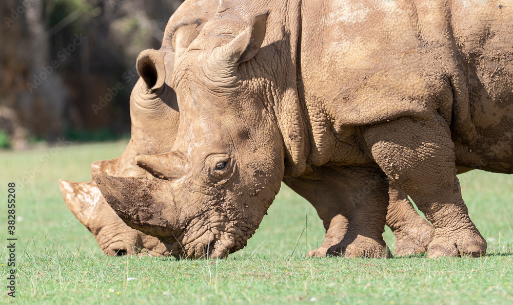 Fototapeta premium rhino couple eating green grass