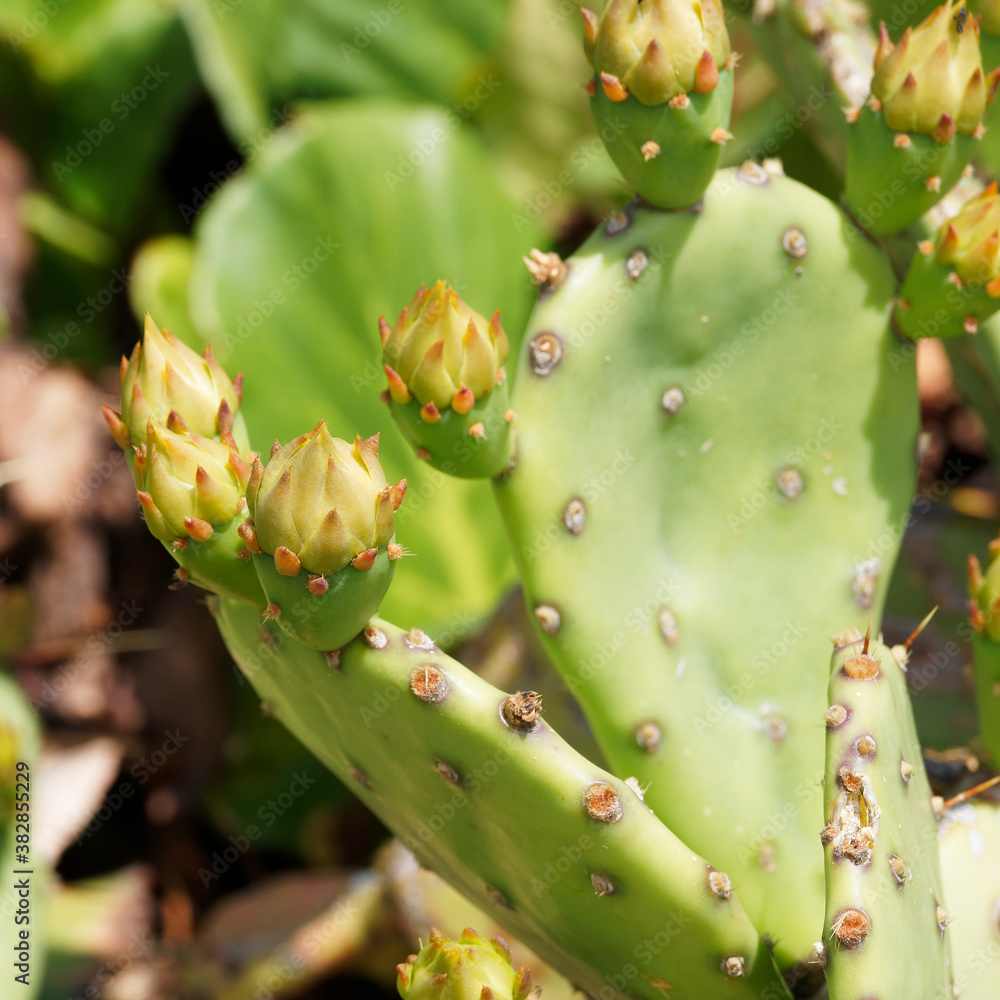 Opuntia ficus-indica - Thick, oblong, spatulate and spiny stems or cladodes of prickly pear cactus or barbary fig Opuntia ficus-indica - Thick, oblong, spatulate and spiny stems or cladodes of prickly pear cactus or barbary fig