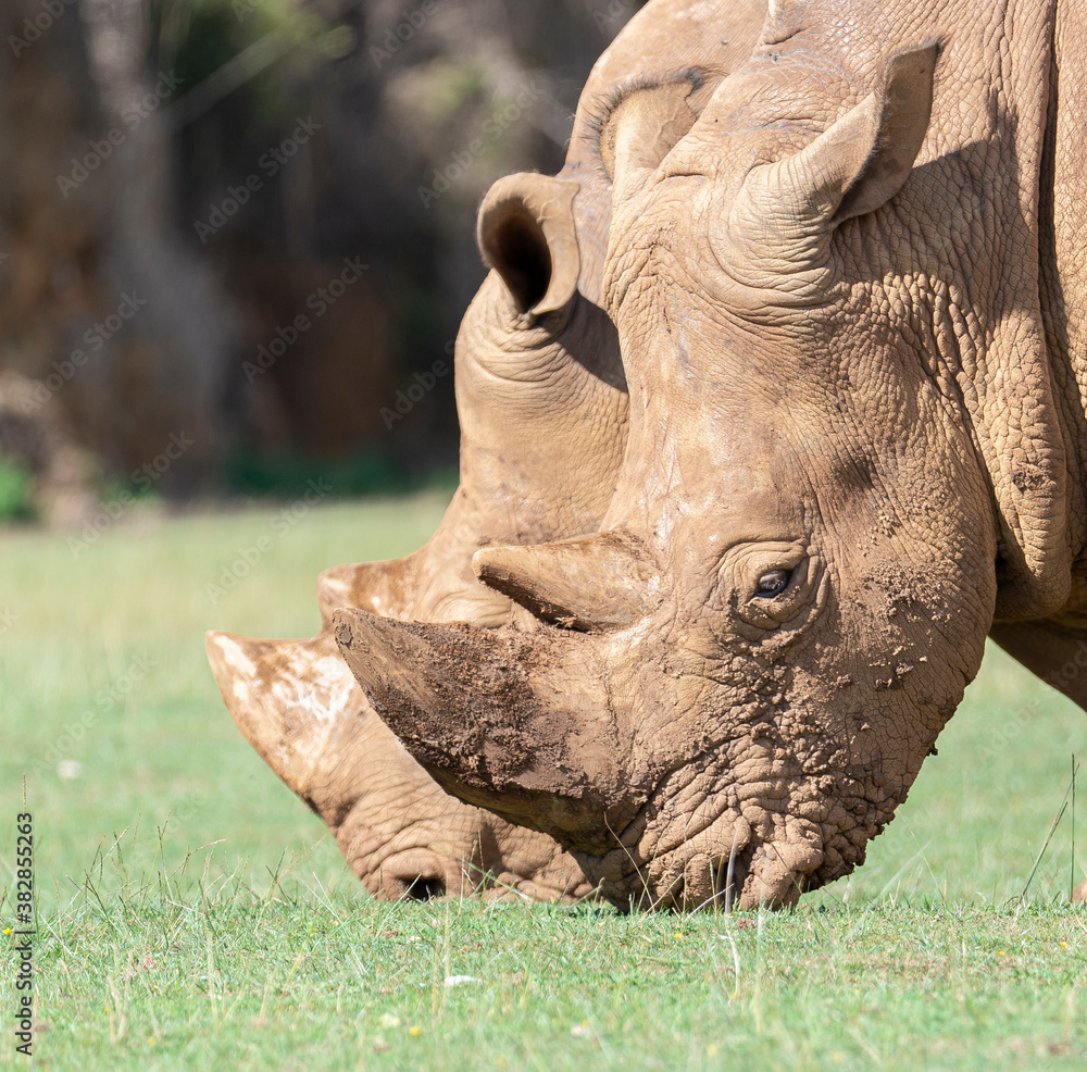 Fototapeta premium rhino couple eating green grass