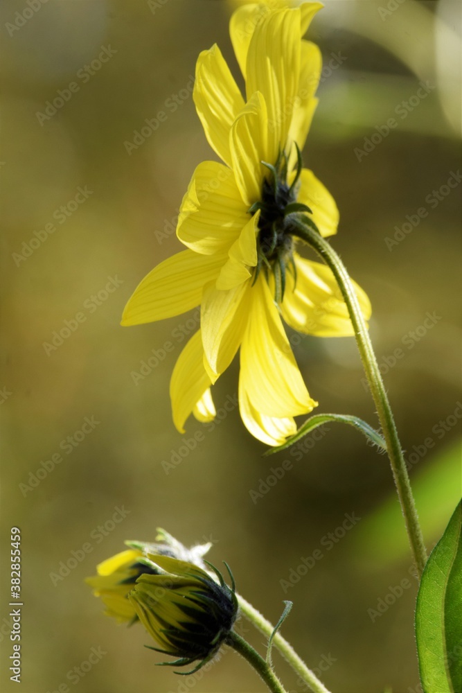 Obraz premium yellow flower