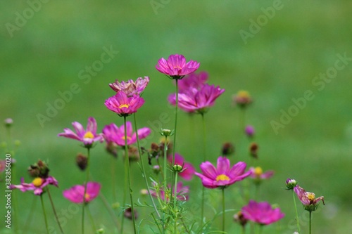 pink flowers in the field © MRoseboom