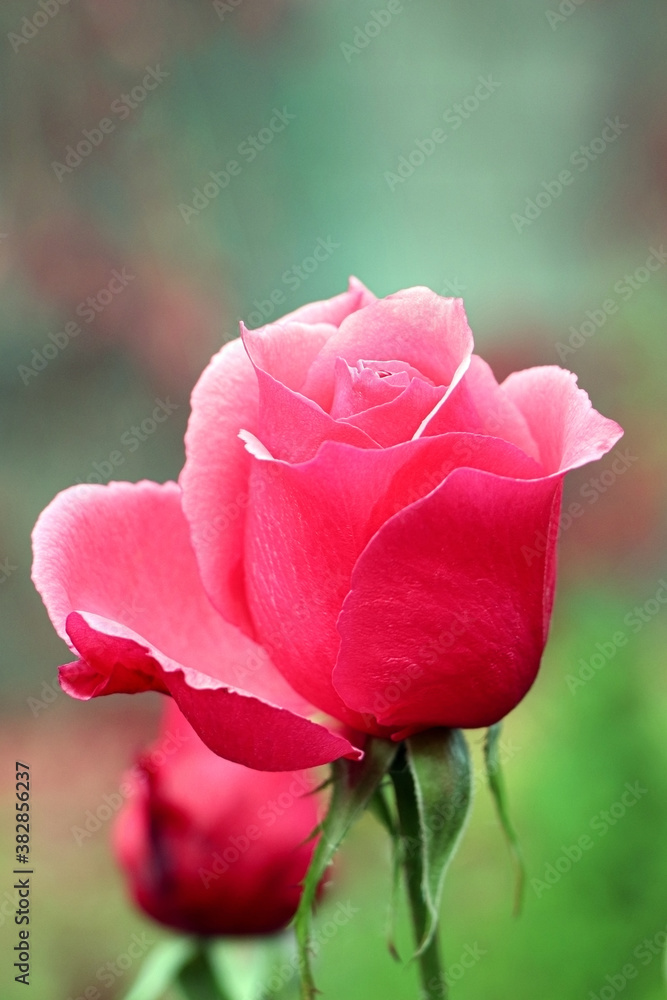 Scarlet rose in garden. Gardening. Red rose. Flower in garden Scarlet rose in garden. Gardening. Red rose. Flower in garden