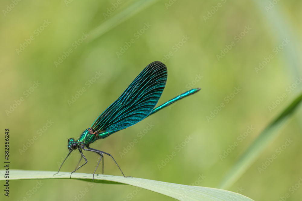 custom made wallpaper toronto digitalDragonfly Close-up,Macro 