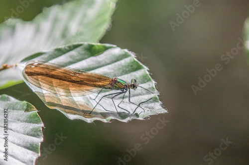 Dragonfly Close-up,Macro  photo