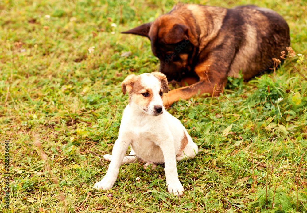 Brown small dog playing on the ground and old dog on the background Brown small dog playing on the ground and old dog on the background