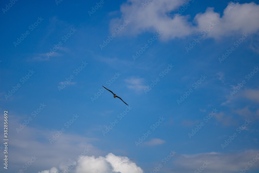 A seagull soaring in the blue sky with floating clouds.