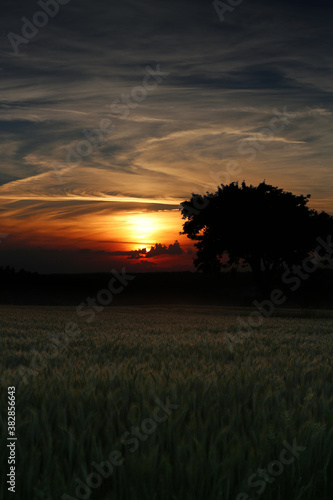 sunrise above field in the morning