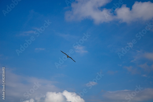 A seagull soaring in the blue sky with floating clouds.