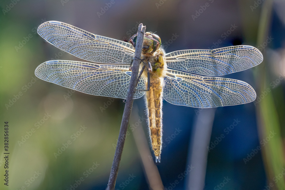 Dragonfly Close-up,Macro Dragonfly Close-up,Macro