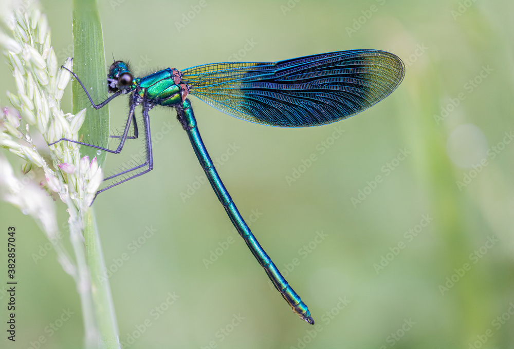 Dragonfly Close-up,Macro Dragonfly Close-up,Macro