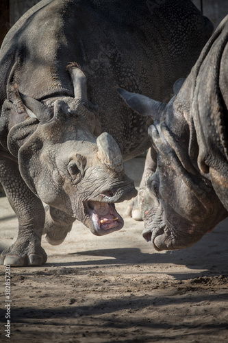 two rhinos fighting each other