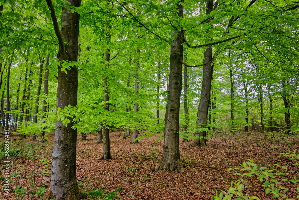 Fototapeta premium Beech trees plantation reforestation in Tirslund, Denmark
