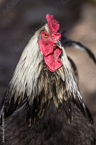 rooster illuminated by morning sun