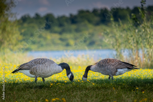 Grazing geese photo